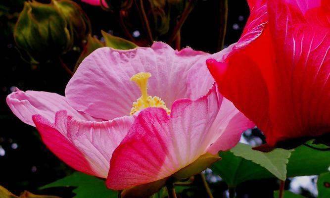 木芙蓉传说（寓意深远的木芙蓉花语）