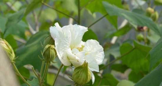 木芙蓉传说（寓意深远的木芙蓉花语）