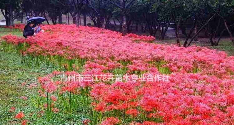 红花石蒜花语（探究红花石蒜的寓意和象征意义）