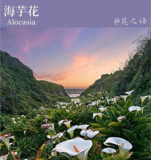 海芋花语——解读这朵美丽花的含义（深入探索海芋花的文化内涵）