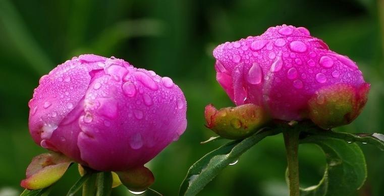 芍药的花语与寓意（探索芍药背后的意义）