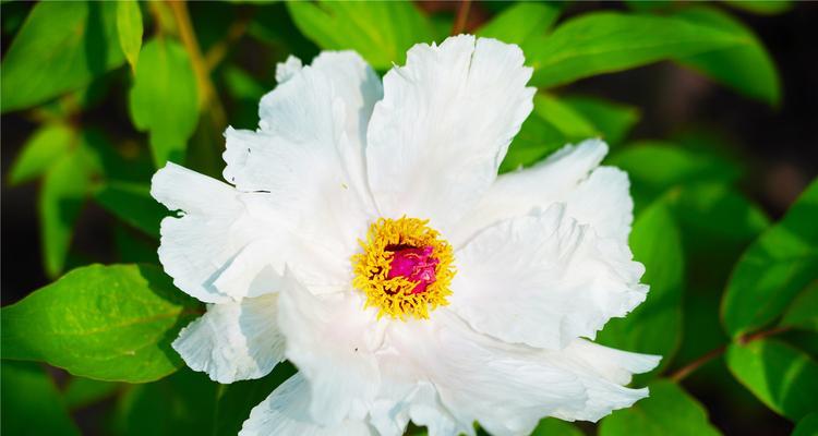 芍药的花语与寓意（探索芍药背后的意义）