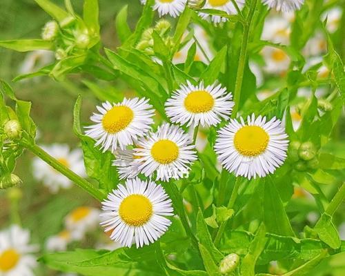 小雏菊的花语与含义（探寻小雏菊的美丽与深意）