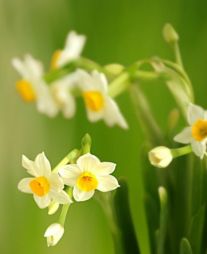 水仙花的花语代表什么意思？（解读水仙花的花语，了解深层含义）