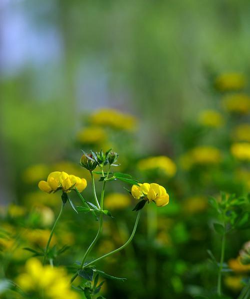 苜蓿花语与传说（花语中的爱情、生命与永恒）