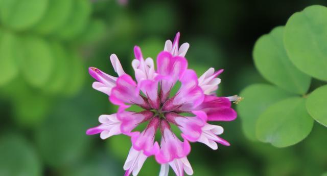 苜蓿花语与传说（花语中的爱情、生命与永恒）