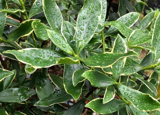 如何种植瑞香花开出绚丽花朵？（瑞香花养护技巧与注意事项）