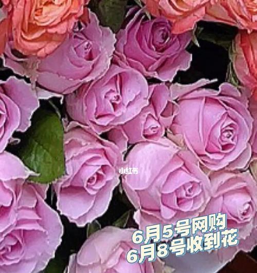 如何养护玫瑰花，延长花期？（玫瑰花养护指南，让花儿更加绚烂！）