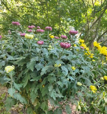 探秘菊花的多彩世界（各色菊花绽放，艳丽斑斓）