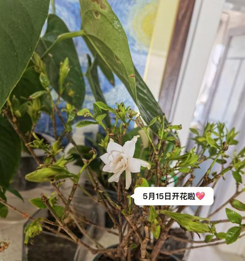 枙子花开花时间及特点（揭秘枙子花的独特魅力与生长习性）