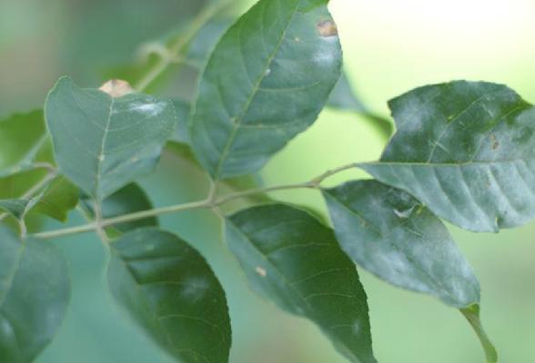 木犀科植物——芬芳之源（探寻木犀科植物的种类、特点与应用）