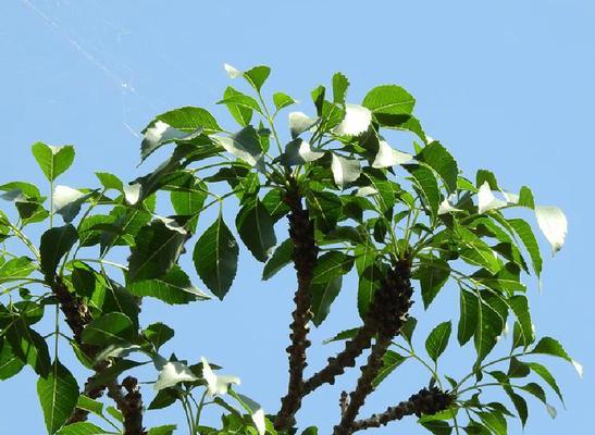 木犀科植物——芬芳之源（探寻木犀科植物的种类、特点与应用）