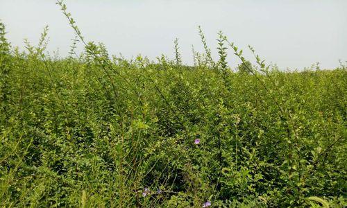 连翘种植与管理——打造高产优质的生态环境（关注土壤、选择品种、科学施肥，让连翘生长更健康）