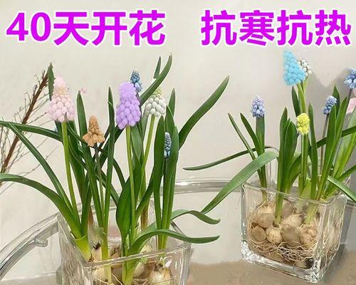 如何成功种植风信子（从选择品种到照顾管理，一步步带你打造花园中最美的风信子）