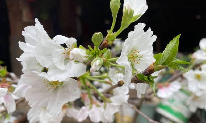 樱花的秋季肥料管理（如何选择适合樱花的秋季肥料）