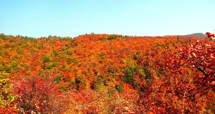 秋日赏红叶，香山美景不容错过！（一年之中什么时候去香山看红叶最美？）