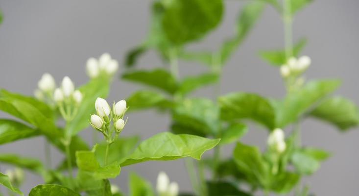 茉莉花的特点（探寻茉莉花的魅力）