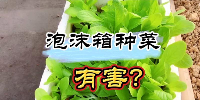 白色泡沫箱种菜到底有毒吗？（揭开白色泡沫箱种菜的真相，了解食品安全最新动态）