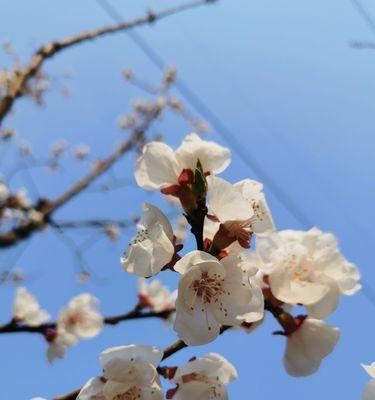 杏花盛开的春天（探寻杏花开放的时间和景点）