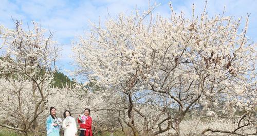 李花盛开，春日如诗（赏花路线、花期时间、花语寓意）