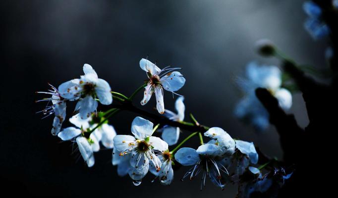 李花盛开，春日如诗（赏花路线、花期时间、花语寓意）