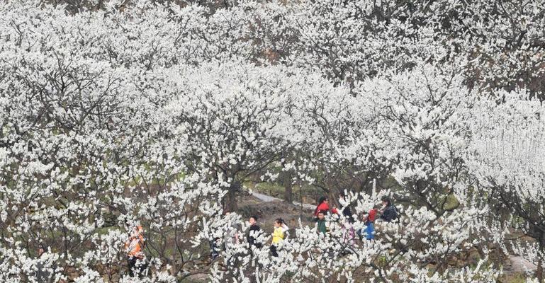 李花盛开，春日如诗（赏花路线、花期时间、花语寓意）