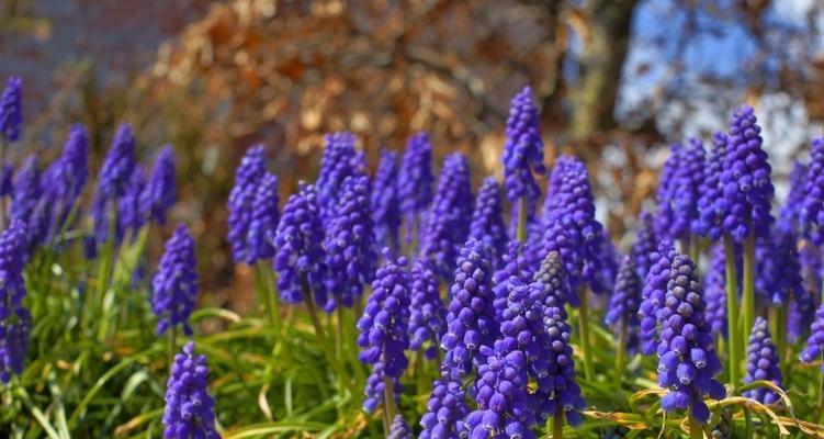 美丽的守护花——天秤座专属之芍药（优雅、纤弱、浪漫——芍药的妙处）