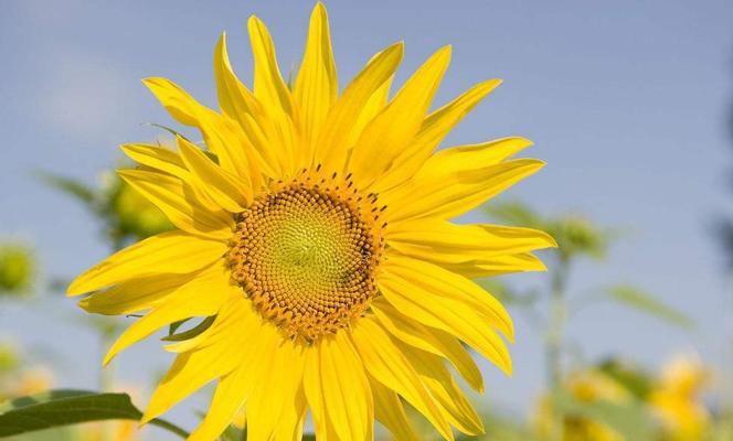 美丽的守护花——天秤座专属之芍药（优雅、纤弱、浪漫——芍药的妙处）