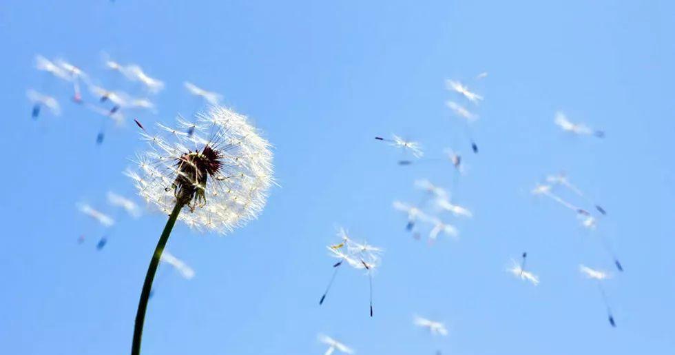 蒲公英的成长历程（从萌芽到开花，见证一朵蒲公英的生命历程）