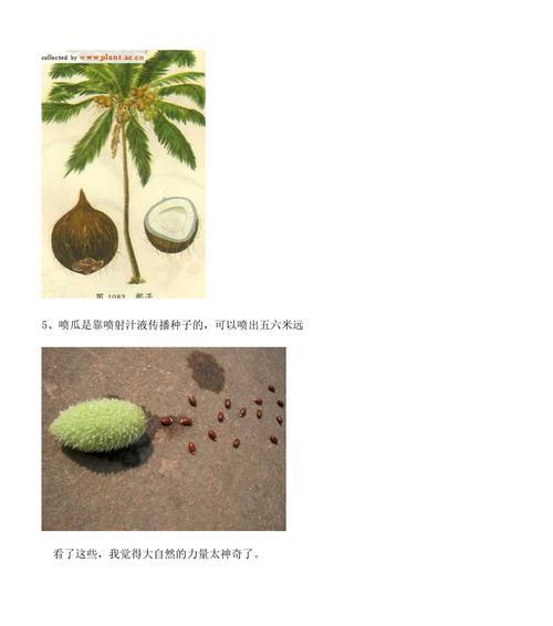 植物的种子传播方式（探究植物的繁殖机制与方法）