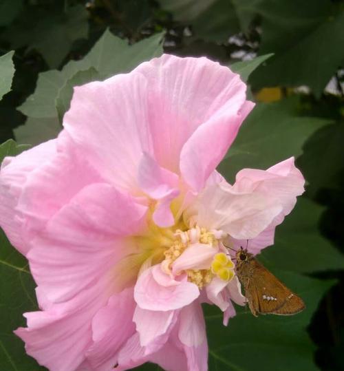 木芙蓉——花开有情，美丽寓意（寻找美好，领略花语）