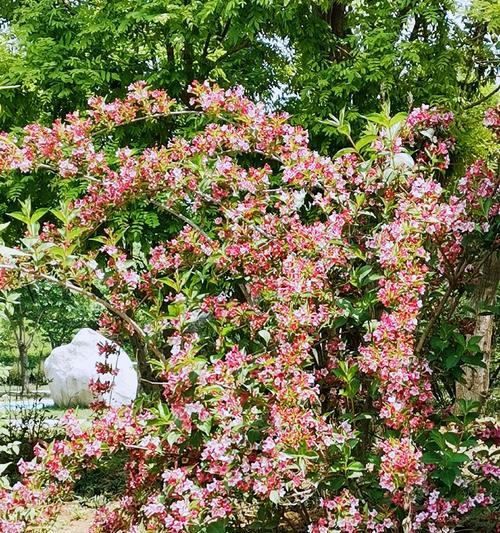 锦带花——中华文化中的象征之花（探究锦带花花语的文化背景及含义）