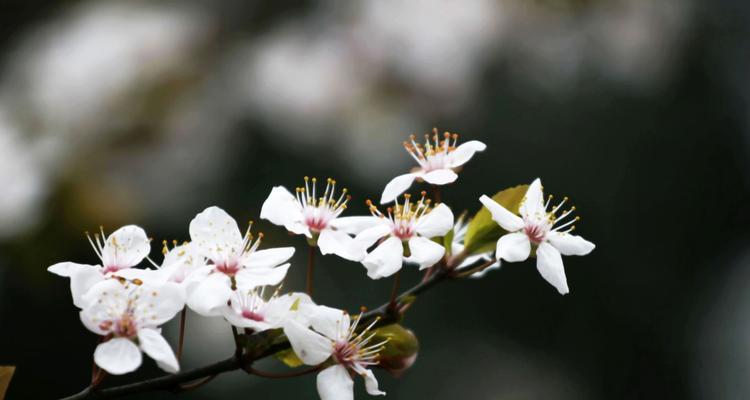 单生花代表意思（探寻单生花的寓意和象征意义）