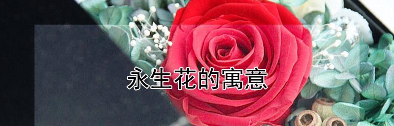 永生花的花语及寓意——为你带来永恒的爱