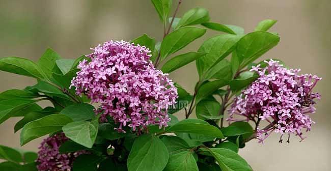 多年生草本植物的代表意义（揭示多年生草本植物对生态系统的重要作用）