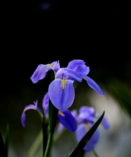 茑尾花花语揭秘（探寻茑尾花的秘密与寓意）