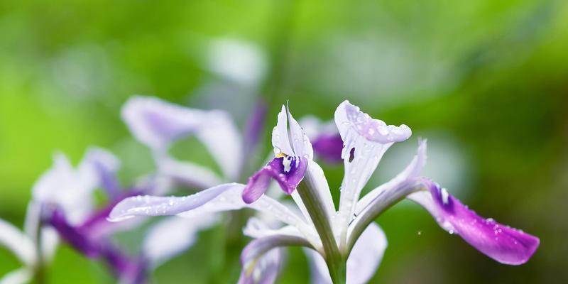 茑尾花花语揭秘（探寻茑尾花的秘密与寓意）