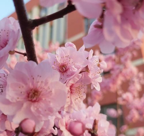 美人梅花语（探寻梅花所传达的含义）