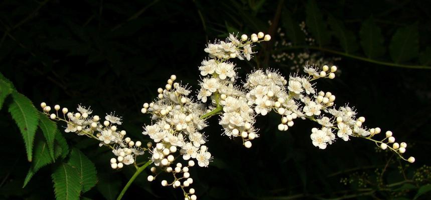 玛格烈菊花语——情感真挚的象征（用花语传递真挚情感，这个秋天选择玛格烈菊）