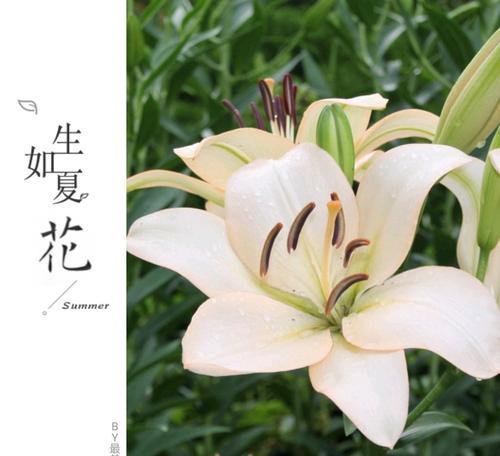 解读百合花的花语（探究百合花的含义及象征）