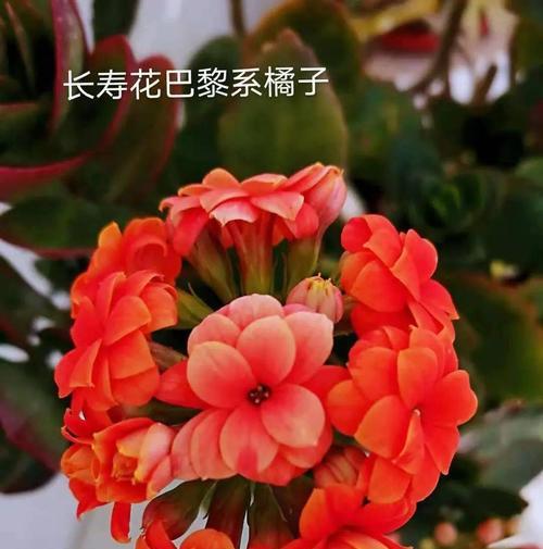 长寿花的花语——祝福长寿（长寿花的寓意、象征、传说和文化底蕴）