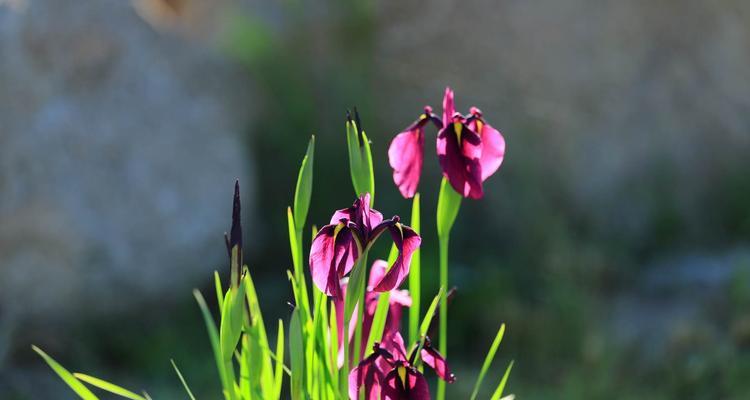 菖蒲，伟大的象征之花（菖蒲花语和象征意义，传承千年的文化遗产）