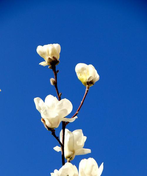 白玉兰花语（探究白玉兰花所蕴含的深层含义）