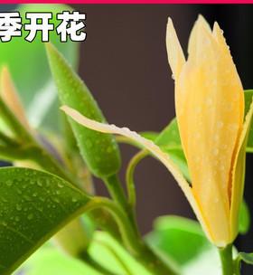 白兰花的花语与含义（白兰花的世界）