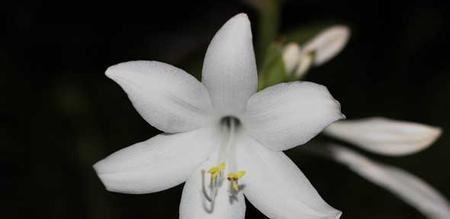 白兰花的花语与含义（白兰花的世界）