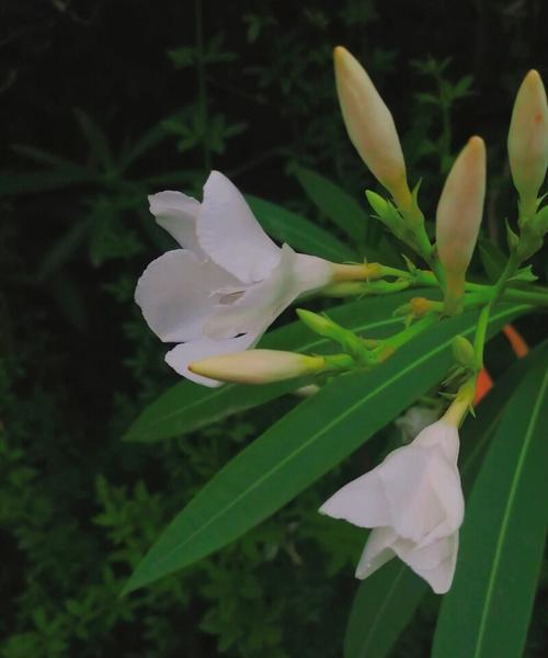 夹竹桃花语与传说（探秘夹竹桃的美丽与神话）