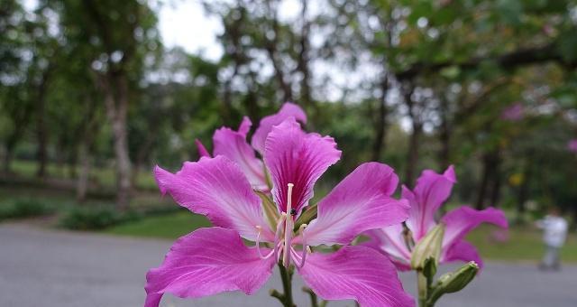 紫荆花的寓意与象征（探究紫荆花在文化和传统中的重要意义）