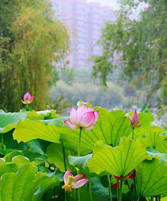 莲花花语之美丽与纯洁（追寻莲花的涵义和精神力量）