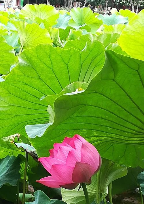 莲花花语之美丽与纯洁（追寻莲花的涵义和精神力量）