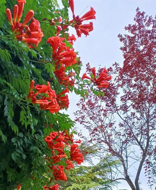 探秘凌霄花的花语（揭开凌霄花的神秘面纱）